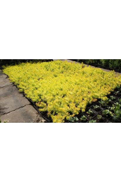 Sedum rupestre Angelina